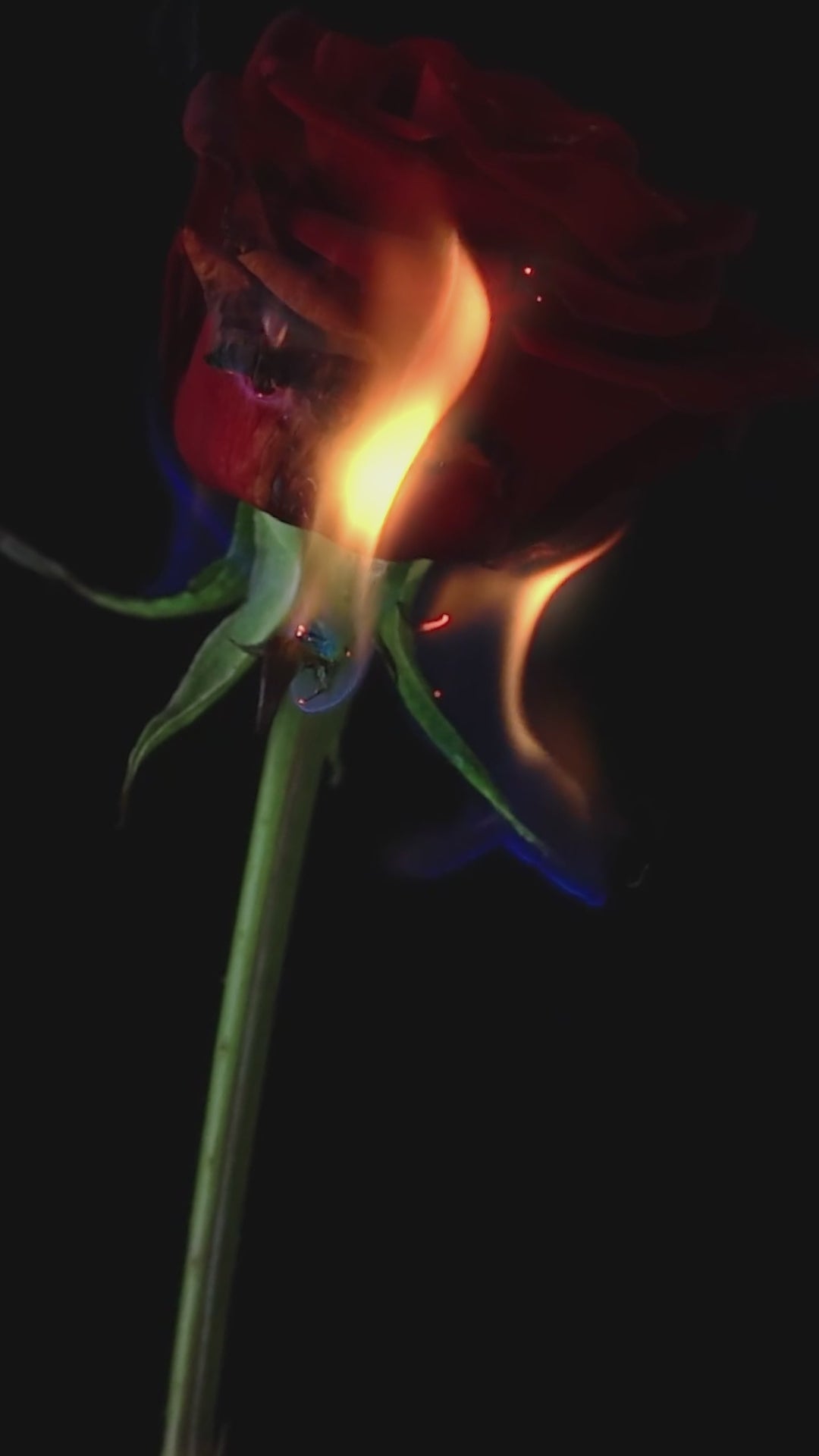 Winx Club | Luxe Edition ( Inspired by G00d G!rl )